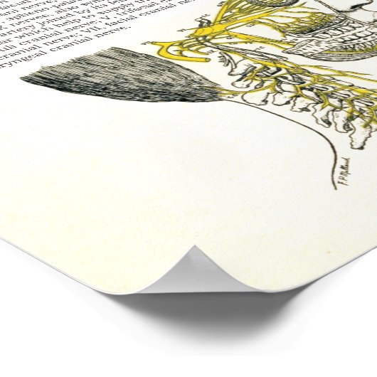 Osteopathisch Sympathische Keten Nerve Poster (Hoek)