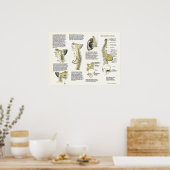 Osteopathisch Sympathische Keten Nerve Poster (Keuken)