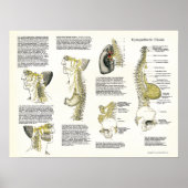 Osteopathisch Sympathische Keten Nerve Poster (Voorkant)
