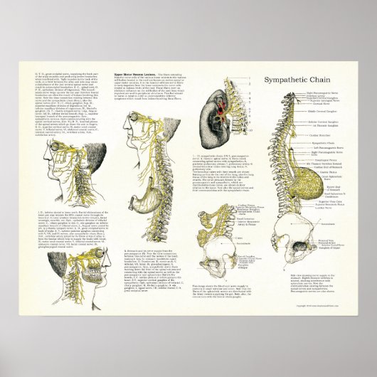 Osteopathisch Sympathische Keten Nerve Poster (Voorkant)