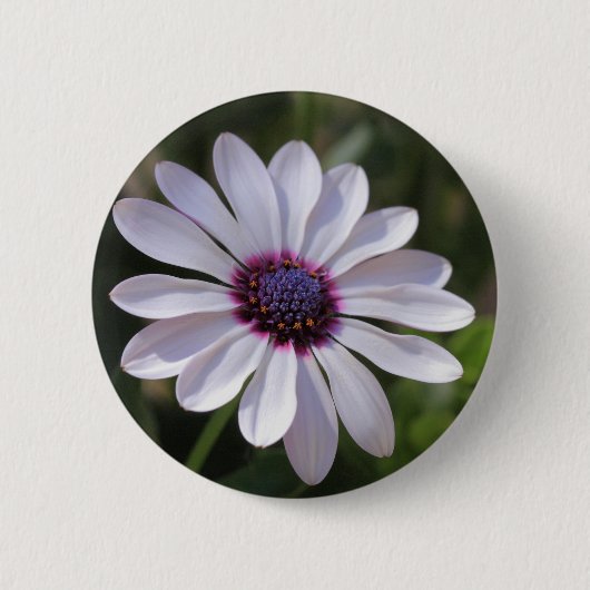 Osteospermum African Daisy Ronde Button 5,7 Cm (Voorkant)