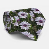 Osteospermum African Daisy Stropdas (Opgerold)