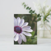 Osteospermum Briefkaart (Staand voorkant)