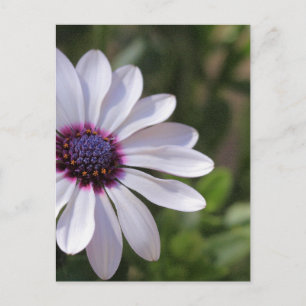Osteospermum Briefkaart