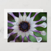 Osteospermum Nasinga White Briefkaart (Voorkant / Achterkant)