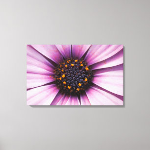 Osteospermum Paars Flower Stretted Canvas Print