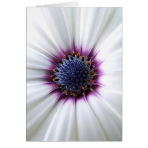 Osteospurmum-kaart