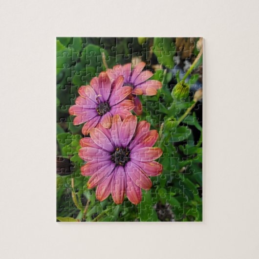 Osteospurmum Legpuzzel (Verticaal)