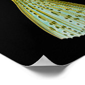 Ostracion cornutus (Boxfish), Haeckel Fine Art Poster (Hoek)