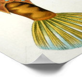 Ostraciontes Poster (Hoek)