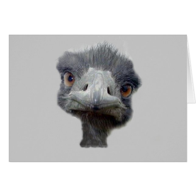 Ostrich (Voorkant Horizontaal)