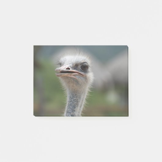 Ostrich Bird Post-it® Notes (Voorkant)