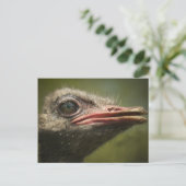 Ostrich Blair Drummond Briefkaart (Staand voorkant)