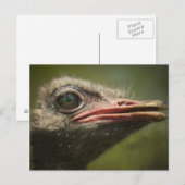 Ostrich Blair Drummond Briefkaart (Voorkant / Achterkant)