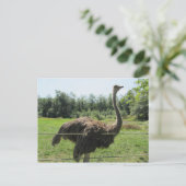 Ostrich Briefkaart (Staand voorkant)