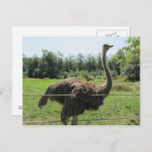 Ostrich Briefkaart (Voorkant / Achterkant)