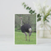 Ostrich Briefkaart (Staand voorkant)