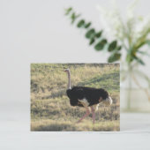 Ostrich Briefkaart (Staand voorkant)