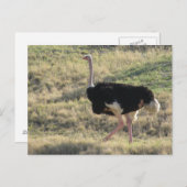 Ostrich Briefkaart (Voorkant / Achterkant)