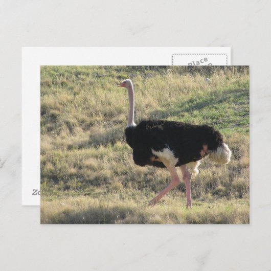 Ostrich Briefkaart (Voorkant / Achterkant)