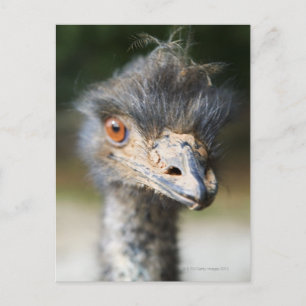 Ostrich Briefkaart