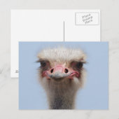 Ostrich Briefkaart (Voorkant / Achterkant)