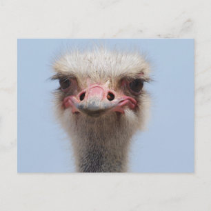 Ostrich Briefkaart