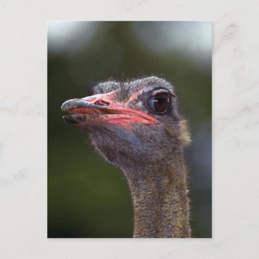 Ostrich Briefkaart (Voorkant)