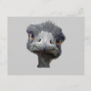 Ostrich Briefkaart