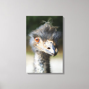 Ostrich Canvas Afdruk