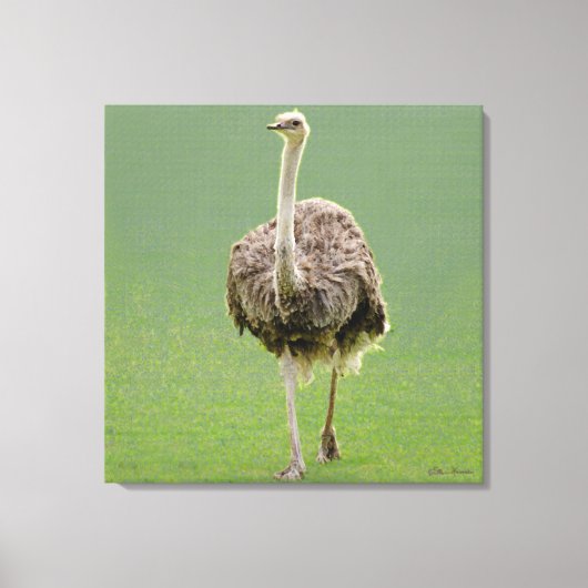 Ostrich Canvas Afdruk (Voorkant)