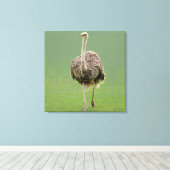Ostrich Canvas Afdruk (Insitu (Houten vloer))
