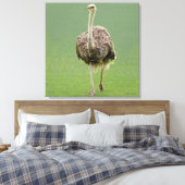 Ostrich Canvas Afdruk (Insitu (Slaapkamer))