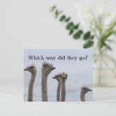 OSTRICH CONFUSION RELOIGNEMENT CARTE POSTALE (Debout devant)
