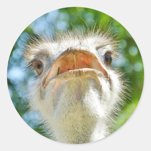 Ostrich drôle - Sticker (Devant)
