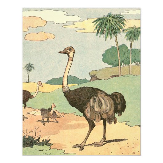 Ostrich en Chicken Illustrated Foto Afdruk (Voorkant)