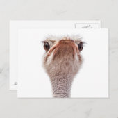Ostrich Face Briefkaart (Voorkant / Achterkant)