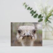 Ostrich face briefkaart (Staand voorkant)