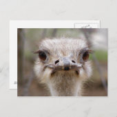 Ostrich face briefkaart (Voorkant / Achterkant)