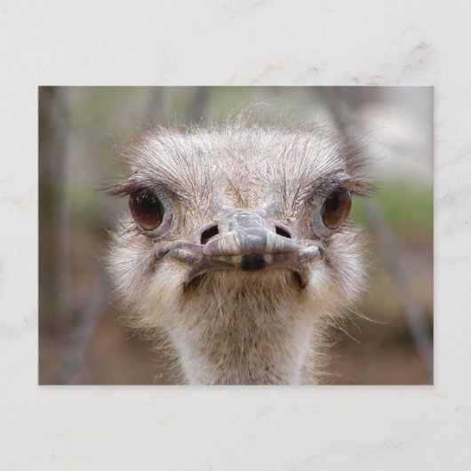 Ostrich face briefkaart (Voorkant)