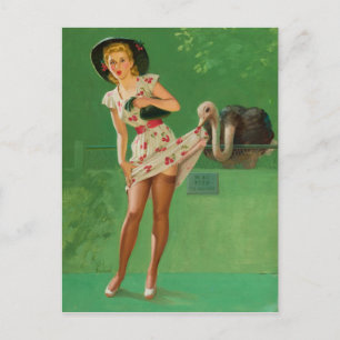 Ostrich Feathers Briefkaart