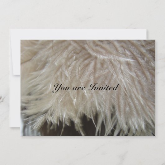 Ostrich Feathers Kaart (Voorkant)