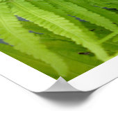 Ostrich Ferns with Fiddleheads Poster (Coin)