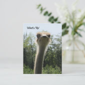 Ostrich Head Shot Briefkaart (Staand voorkant)