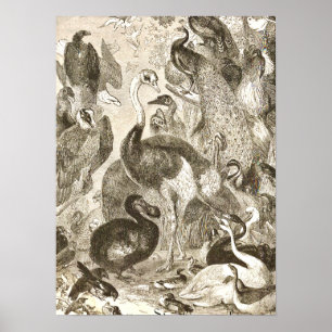  Ostrich Illustratie Struthio camelus Poster