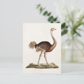  Ostrich Illustration Retro 1700s Ostriches Briefkaart (Staand voorkant)