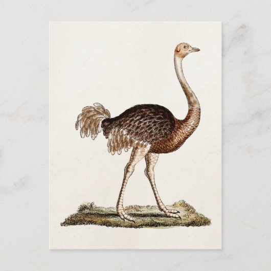  Ostrich Illustration Retro 1700s Ostriches Briefkaart (Voorkant)