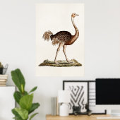 Ostrich Illustration Retro 1700s Ostriches Poster (Thuiskantoor)