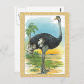 Ostrich in Afrika Briefkaart (Voorkant / Achterkant)