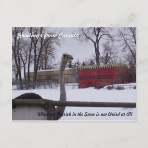 Ostrich in de sneeuw briefkaart